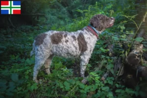 Mehr über den Artikel erfahren Lagotto Romagnolo Züchter und Welpen in Groningen