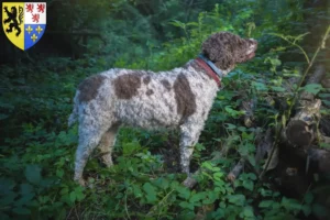 Mehr über den Artikel erfahren Lagotto Romagnolo Züchter und Welpen in Hauts-de-France