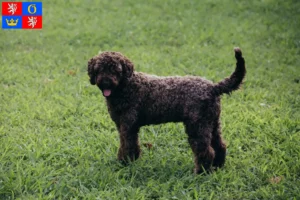 Mehr über den Artikel erfahren Lagotto Romagnolo Züchter und Welpen in Hradec Králové