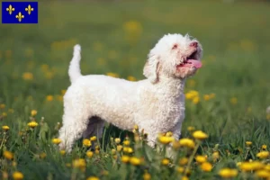 Mehr über den Artikel erfahren Lagotto Romagnolo Züchter und Welpen in Île-de-France