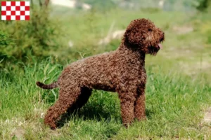 Mehr über den Artikel erfahren Lagotto Romagnolo Züchter und Welpen in Nordbrabant