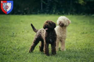 Mehr über den Artikel erfahren Lagotto Romagnolo Züchter und Welpen in Pays de la Loire