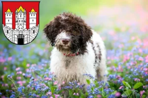 Mehr über den Artikel erfahren Lagotto Romagnolo Züchter und Welpen in Salzburg