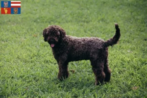 Mehr über den Artikel erfahren Lagotto Romagnolo Züchter und Welpen in Südmähren