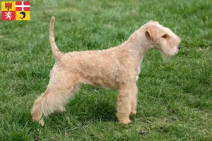 Mehr über den Artikel erfahren Lakeland Terrier Züchter und Welpen in Auvergne-Rhône-Alpes