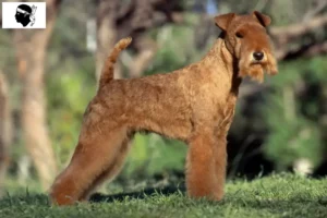 Mehr über den Artikel erfahren Lakeland Terrier Züchter und Welpen auf Korsika