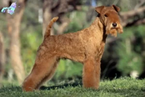 Mehr über den Artikel erfahren Lakeland Terrier Züchter und Welpen in Nordjylland