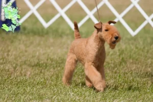 Mehr über den Artikel erfahren Lakeland Terrier Züchter und Welpen in Sjælland