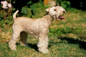 Mehr über den Artikel erfahren Lakeland Terrier Züchter und Welpen in Syddanmark