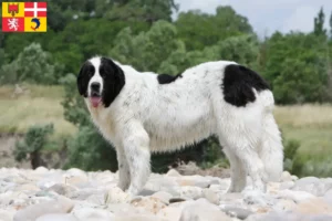 Mehr über den Artikel erfahren Landseer Züchter und Welpen in Auvergne-Rhône-Alpes