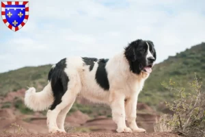 Mehr über den Artikel erfahren Landseer Züchter und Welpen in Centre-Val de Loire