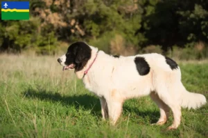 Mehr über den Artikel erfahren Landseer Züchter und Welpen in Flevoland