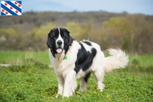 Mehr über den Artikel erfahren Landseer Züchter und Welpen in Friesland