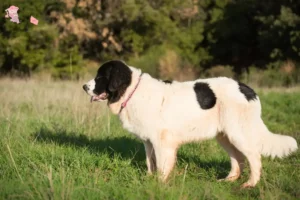 Mehr über den Artikel erfahren Landseer Züchter und Welpen in Hovedstaden