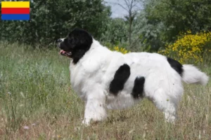 Mehr über den Artikel erfahren Landseer Züchter und Welpen in Nordholland