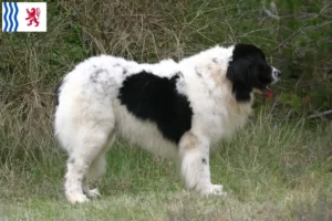 Mehr über den Artikel erfahren Landseer Züchter und Welpen in Nouvelle-Aquitaine