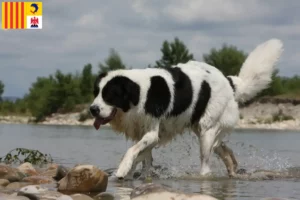 Mehr über den Artikel erfahren Landseer Züchter und Welpen in der Provence-Alpes-Côte d’Azur