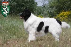 Mehr über den Artikel erfahren Landseer Züchter und Welpen in der Steiermark