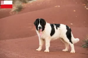 Mehr über den Artikel erfahren Landseer Züchter und Welpen in Utrecht