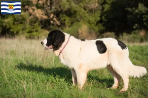 Mehr über den Artikel erfahren Landseer Züchter und Welpen in Zeeland