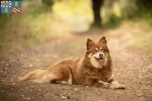 Mehr über den Artikel erfahren Lappländischer Rentierhund Züchter und Welpen in Bourgogne-Franche-Comté