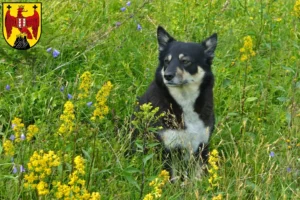 Mehr über den Artikel erfahren Lappländischer Rentierhund Züchter und Welpen im Burgenland