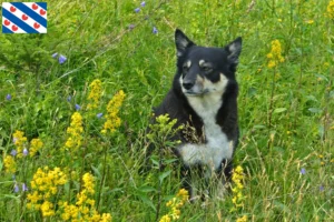 Mehr über den Artikel erfahren Lappländischer Rentierhund Züchter und Welpen in Friesland