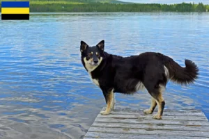 Mehr über den Artikel erfahren Lappländischer Rentierhund Züchter und Welpen in Gelderland