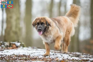 Mehr über den Artikel erfahren Leonberger Züchter und Welpen in Bourgogne-Franche-Comté