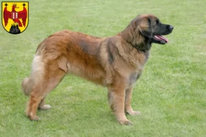 Mehr über den Artikel erfahren Leonberger Züchter und Welpen im Burgenland