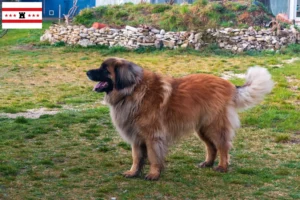 Mehr über den Artikel erfahren Leonberger Züchter und Welpen in Drenthe