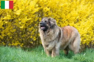 Mehr über den Artikel erfahren Leonberger Züchter und Welpen in Italien