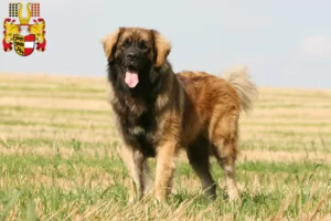 Mehr über den Artikel erfahren Leonberger Züchter und Welpen in Kärnten