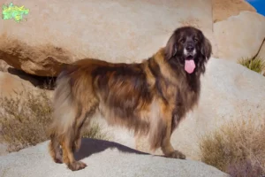 Mehr über den Artikel erfahren Leonberger Züchter und Welpen in Midtjylland