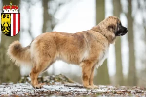 Mehr über den Artikel erfahren Leonberger Züchter und Welpen in Oberösterreich