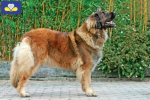 Mehr über den Artikel erfahren Leonberger Züchter und Welpen in Region Brüssel-Hauptstadt