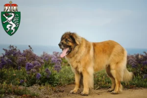 Mehr über den Artikel erfahren Leonberger Züchter und Welpen in der Steiermark