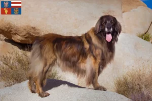 Mehr über den Artikel erfahren Leonberger Züchter und Welpen in Südmähren