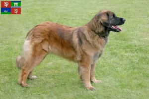 Mehr über den Artikel erfahren Leonberger Züchter und Welpen in Ústí