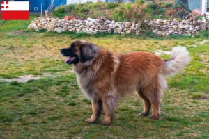 Mehr über den Artikel erfahren Leonberger Züchter und Welpen in Utrecht