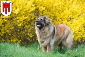 Mehr über den Artikel erfahren Leonberger Züchter und Welpen in Vorarlberg