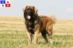 Mehr über den Artikel erfahren Leonberger Züchter und Welpen in Vysočina