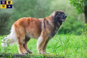 Mehr über den Artikel erfahren Leonberger Züchter und Welpen in Zlín