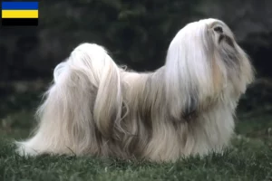 Mehr über den Artikel erfahren Lhasa Apso Züchter und Welpen in Gelderland