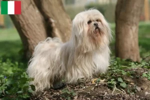 Mehr über den Artikel erfahren Lhasa Apso Züchter und Welpen in Italien