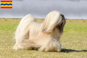 Mehr über den Artikel erfahren Lhasa Apso Züchter und Welpen in Overijssel