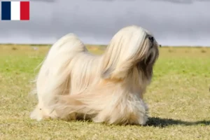 Mehr über den Artikel erfahren Lhasa Apso Züchter und Welpen auf Réunion