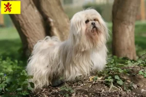 Mehr über den Artikel erfahren Lhasa Apso Züchter und Welpen in Südholland