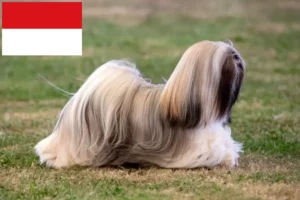 Mehr über den Artikel erfahren Lhasa Apso Züchter und Welpen in Wien