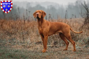 Mehr über den Artikel erfahren Magyar Vizsla Züchter und Welpen in Centre-Val de Loire